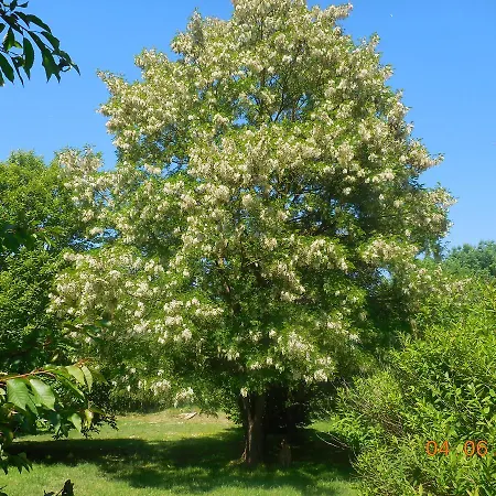 Les De La Nied Bed & Breakfast