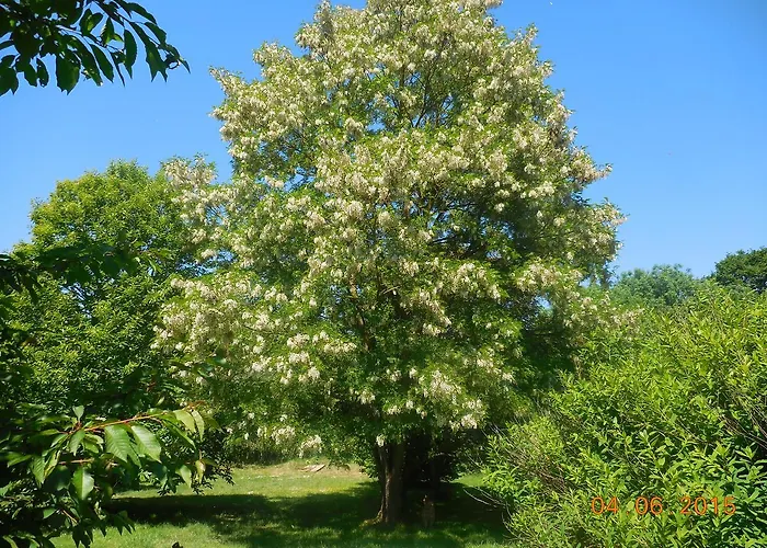 Les De La Nied Bed & Breakfast